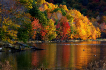 Картинка природа реки озера утки деревья осень время года пейзаж