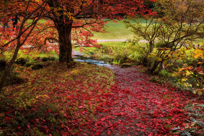 Обои картинки фото природа, дороги, листья, красиво, осень, деревья
