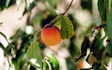 Картинка природа плоды абрикос