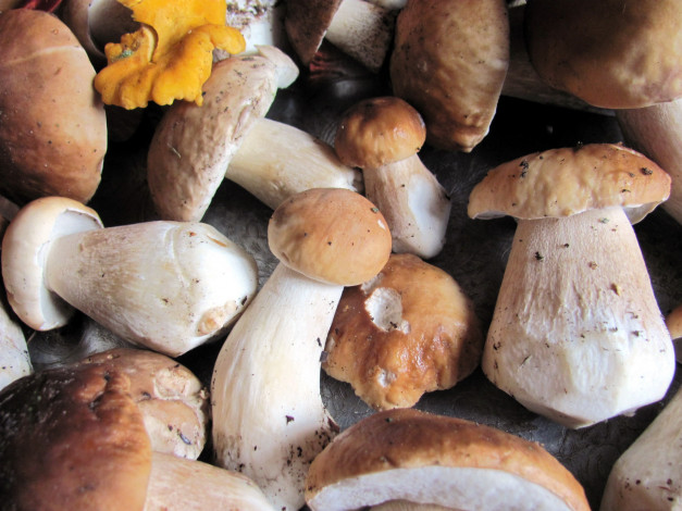 Обои картинки фото еда, грибы,  грибные блюда, свежие, лесные, боровики