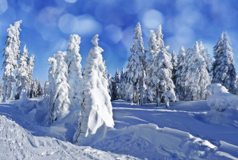 Картинка природа зима сугробы снег хвойный лес