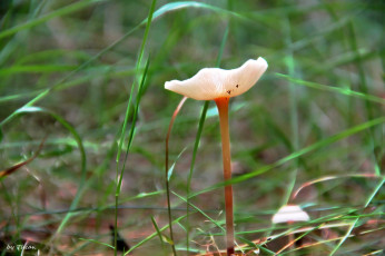 Картинка природа грибы грибок трава