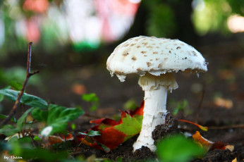 Картинка природа грибы листья ветка поганка