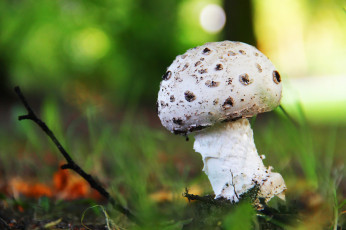 Картинка природа грибы пятна шляпка ветка