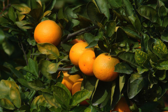 Картинка природа плоды апельсины дерево