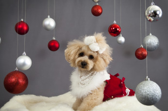 Картинка животные собаки собака новый год пудель шарики праздник