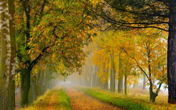 обоя природа, дороги, дорога, осень