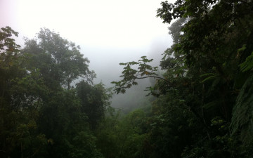 Картинка природа лес джунгли туман деревья