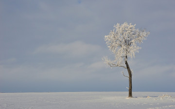 Картинка природа зима дерево поле