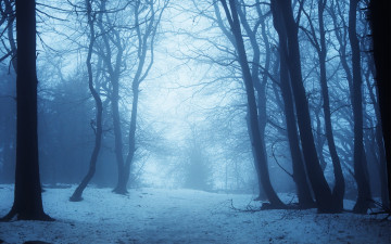 Картинка природа зима дымка лес снег