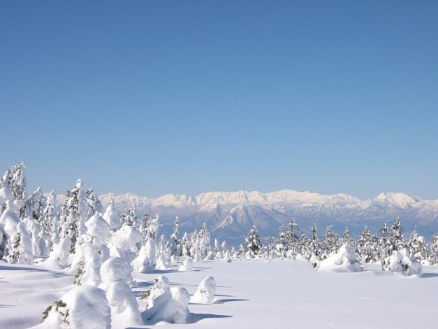 Обои картинки фото природа, зима, горы, снег, ели