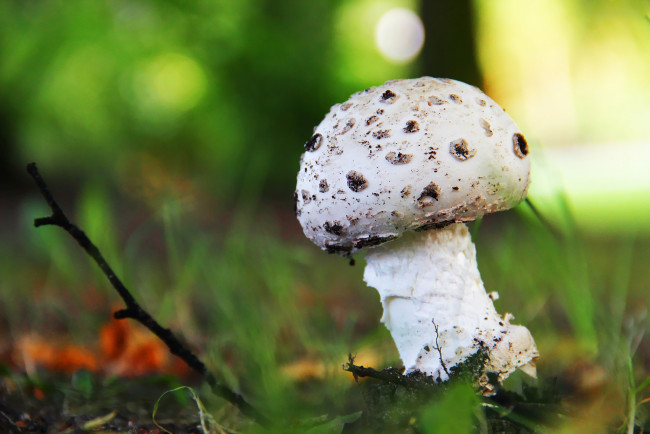 Обои картинки фото природа, грибы, пятна, шляпка, ветка