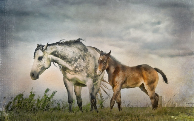 Обои картинки фото рисованные, животные,  лошади, лошади