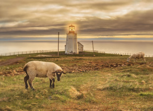Картинка животные овцы +бараны маяк овца