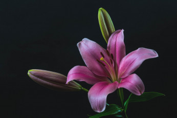 Картинка цветы лилии +лилейники розовая лилия макро бутоны