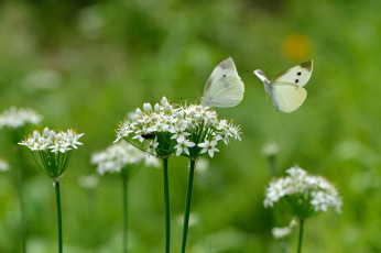 Картинка животные бабочки +мотыльки +моли бабочка фон цветы