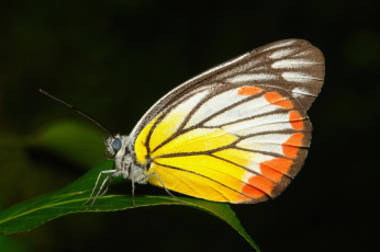 Картинка животные бабочки +мотыльки +моли крылья усики бабочка
