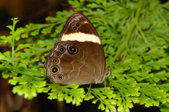 Картинка животные бабочки +мотыльки +моли крылья бабочка усики макро