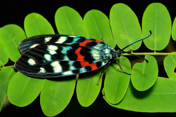 Картинка животные бабочки +мотыльки +моли травинка макро усики крылья бабочка фон насекомое