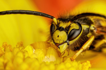 обоя животные, пчелы,  осы,  шмели, капля, оса, макро, цветок