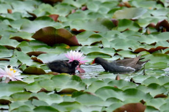 Картинка животные питты озеро птицы листья