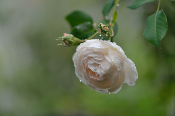Картинка цветы розы бутон листья роза