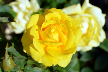 Картинка цветы розы солнечный желтый