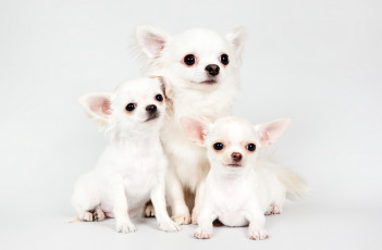 Картинка животные собаки чихуахуа щенки милые трио