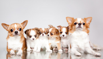 Картинка животные собаки чихуахуа щенки милые семья