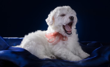 Картинка животные собаки язык зевает бантик белый щенок бишон фризе