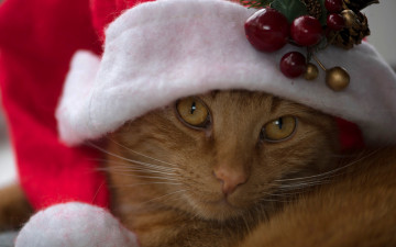Картинка животные коты мордочка рыжий кот взгляд колпак