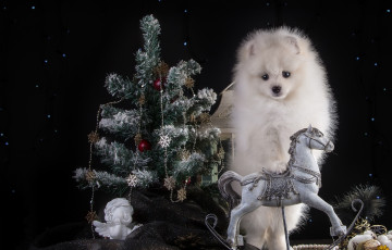 Картинка животные собаки праздник ангел белый ель шпиц щенок конь новый год