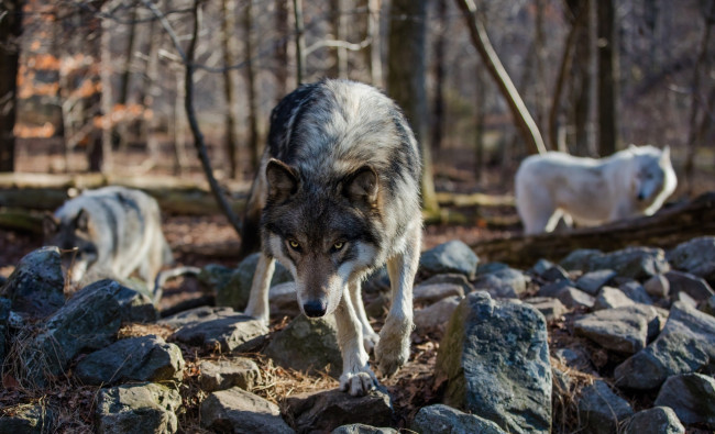 Обои картинки фото животные, волки,  койоты,  шакалы, хищник, лес, волк, камни, взгляд