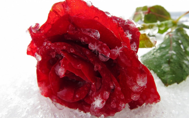 Обои картинки фото цветы, розы, снег, алый