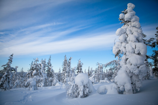 Обои картинки фото природа, зима, деревья, лапландия, снег, финляндия, лес