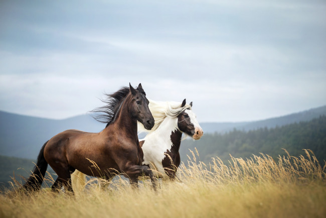 Обои картинки фото животные, лошади, стебли, трава, поле, ветер, облака, горы, деревья