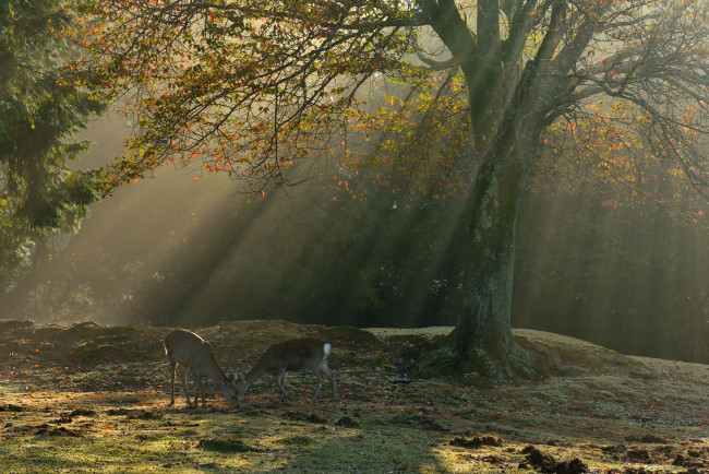 Обои картинки фото животные, олени, лучи, лес, утро