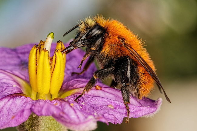 Обои картинки фото животные, пчелы,  осы,  шмели, шмель, цветок