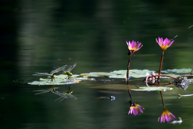 Обои картинки фото животные, стрекозы, пара, цветы, озеро