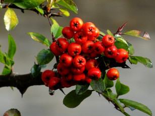 Картинка природа Ягоды ягоды красные ветка