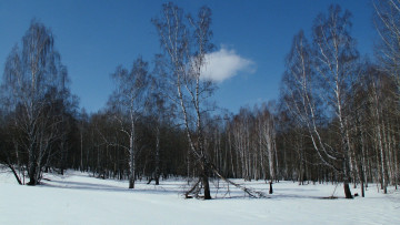 Картинка природа зима березы снег
