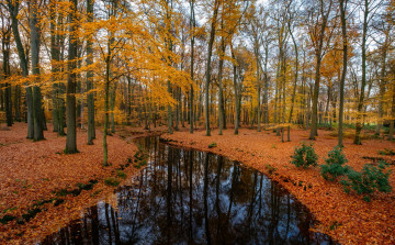 Картинка природа реки озера река осень лес