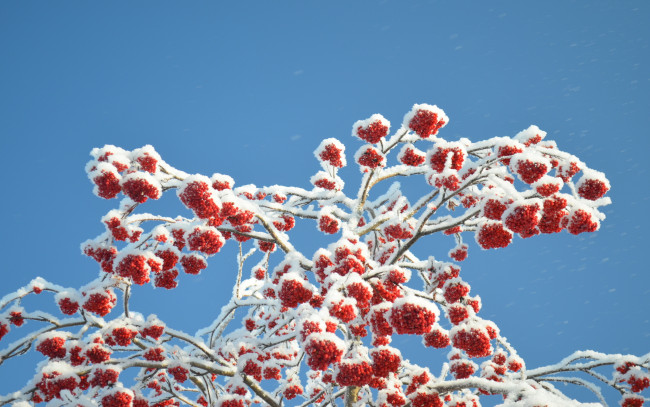 Обои картинки фото природа, Ягоды,  рябина, рябина, снег, зима, ягоды