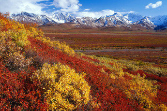 Картинка аляска природа пейзажи вид пейзаж горы снег цветы долина красота