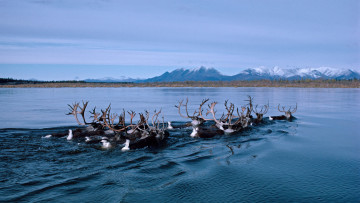 Картинка животные олени аляска олень alaska kobuk река