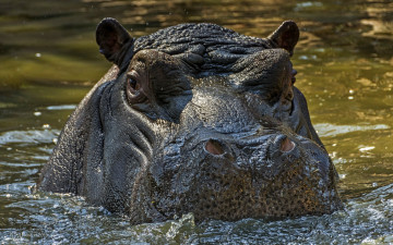 Картинка бегемот животные бегемоты hippopotamus млекопитающие китопарнокопытные бегемотовые клыки пасть вода