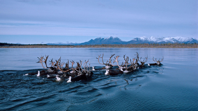 Обои картинки фото животные, олени, аляска, олень, alaska, kobuk, река