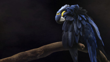 Картинка животные попугаи синий поза темный фон птица обработка ветка перья попугай ара гиацинтовый чистит перышки