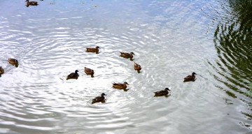 Картинка животные утки пруд