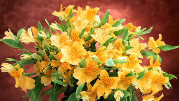 Картинка цветы альстромерия желтые букет